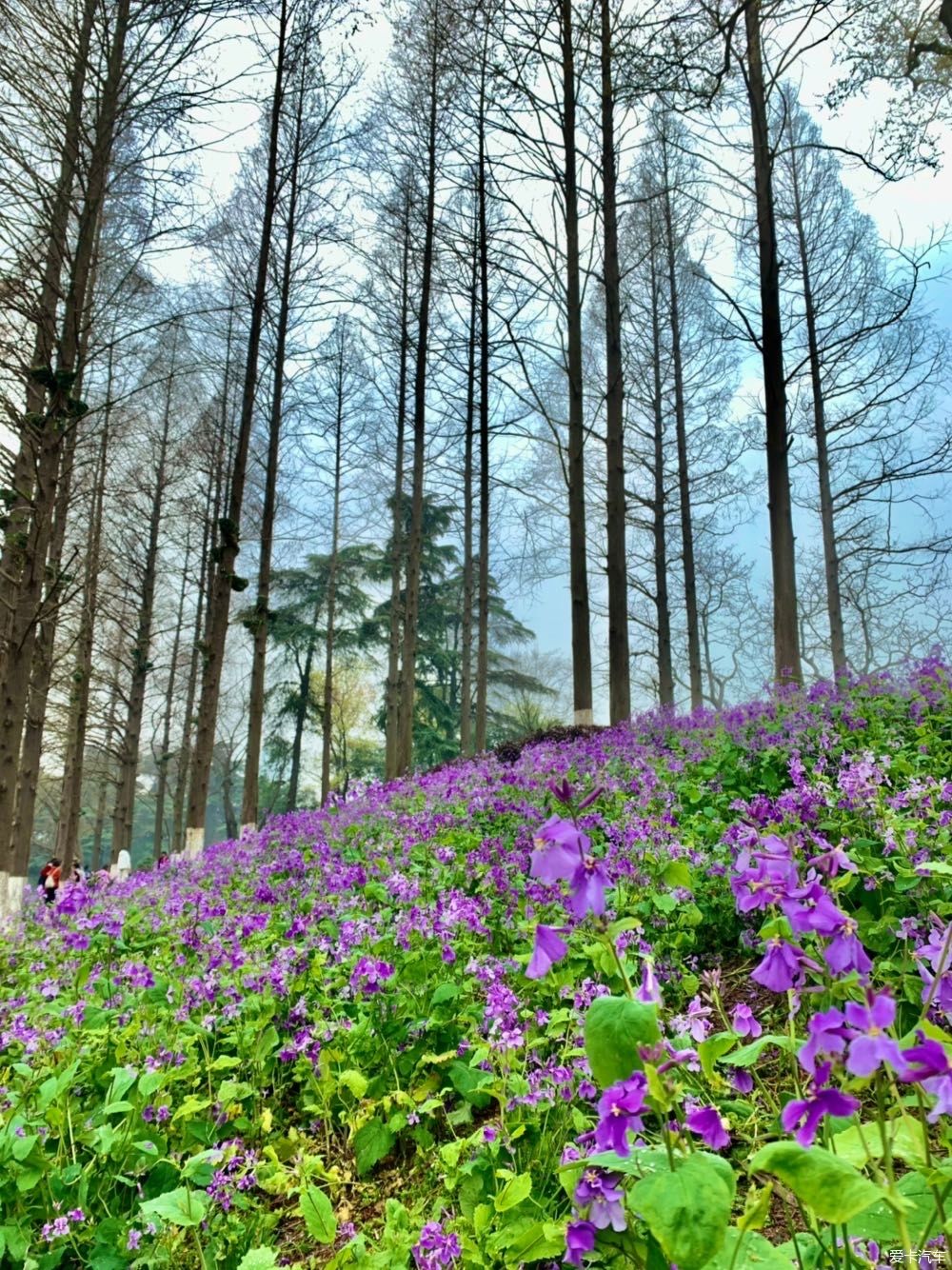 玄武湖|打卡：玄武湖樱花节