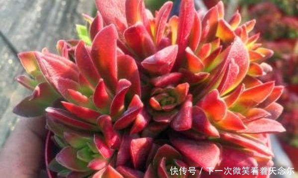 以下几种多肉最容易爆盆,想养死都难,轻松成为多肉大户!