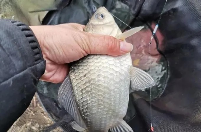 钓目|有鱼吃钩,却总是提竿无鱼钓不上来?照我说的调整,一钓一个准