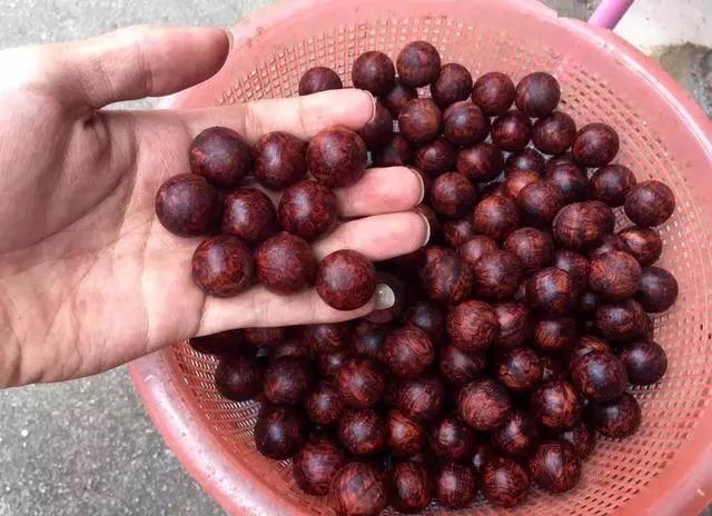  天价|地摊2万买了个木头“猪蹄”，切出天价手串