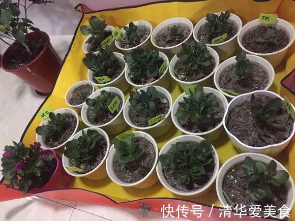 土壤|十月养长寿花，三件事情不能做，不然下半年难开花，甚至会烂根