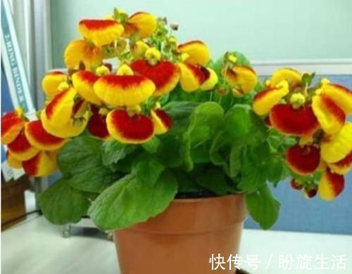 养花就养这几款，全年开花不停，开花漂亮花期长，谁养谁喜欢