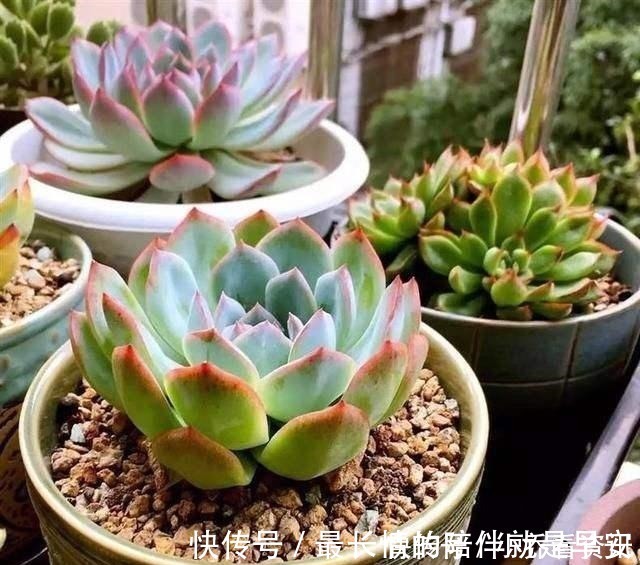 多肉|多肉在夏天,怎么晒太阳很多人弄反了,总是养不活