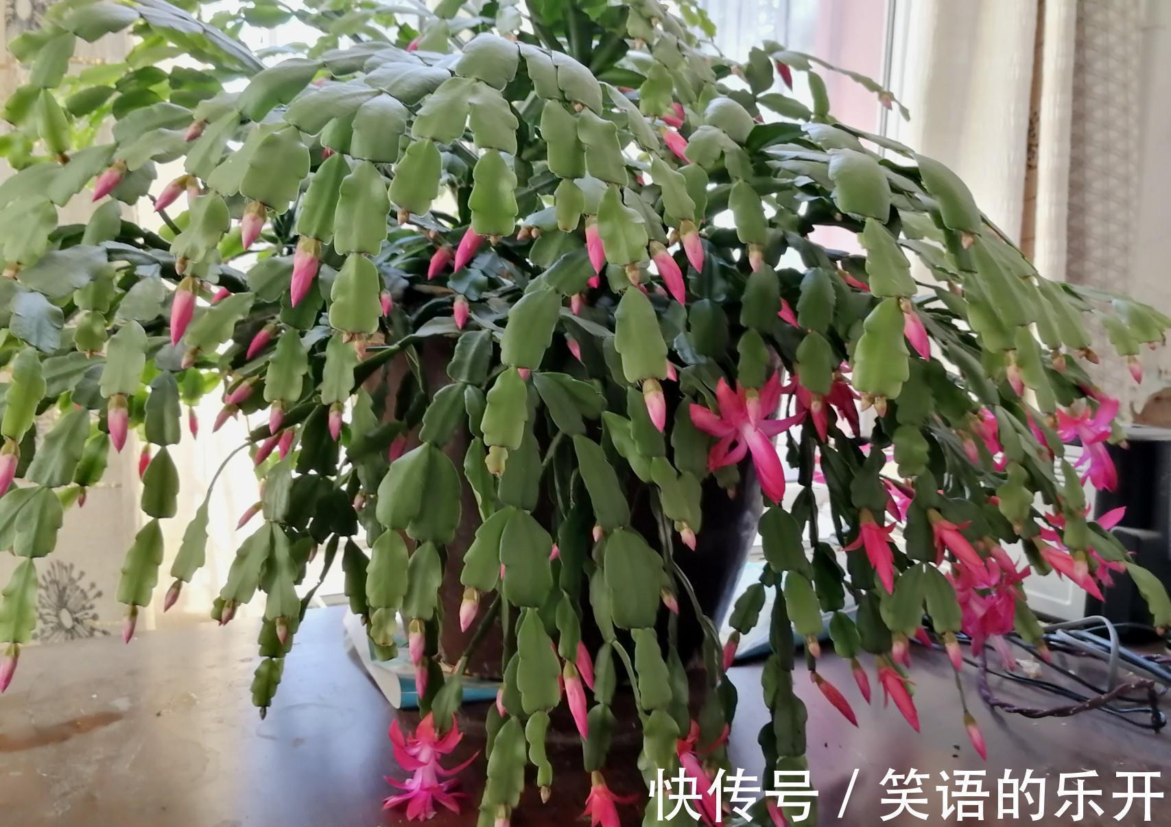 积水|适合“干养”的11种花,天冷更加要控水,不然难过冬