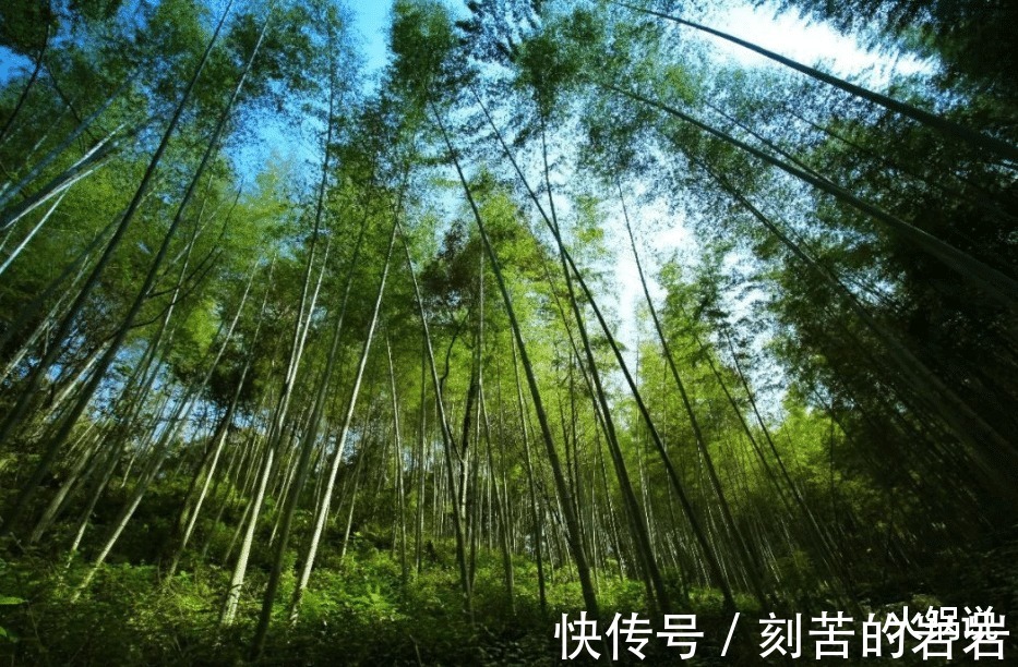 迷信|“坟边长竹需迁坟,坟前两物成富人”,两物指什么仅仅是迷信吗