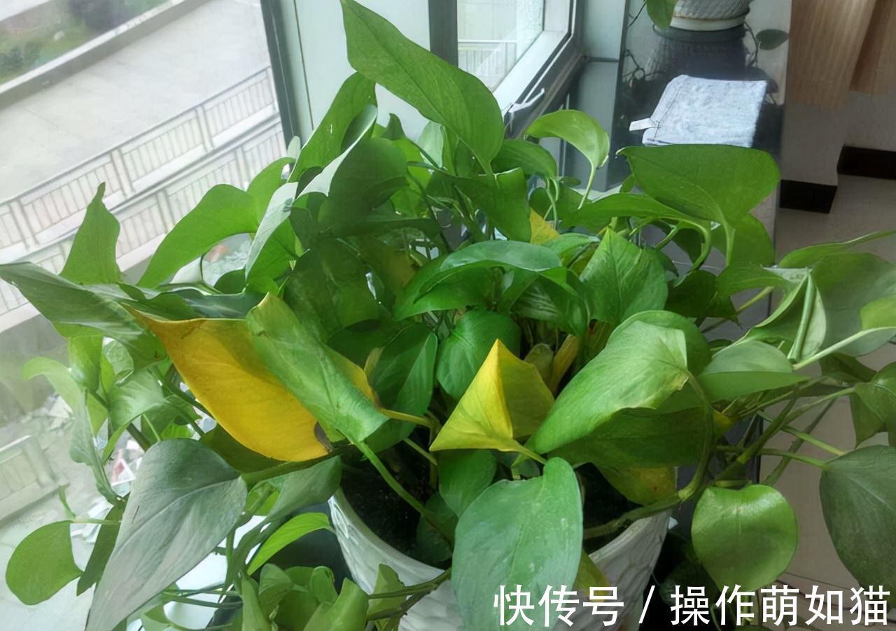 4种植物脸皮薄,阳台上光线一照,黄叶不生长,赶紧换地儿