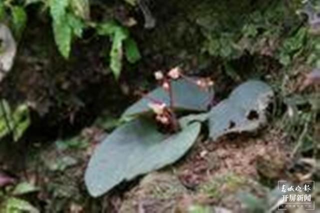 科研 云南科研人员在缅甸发现8个植物新种