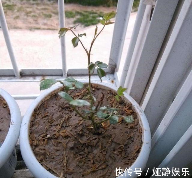 月季花“扦插后”慎浇水,成活率高10倍,10天长白根,一棵变20棵
