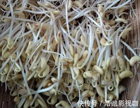 想吃豆芽1个“雪碧瓶”就能做,只要花个豆子钱,7天冒出一桶