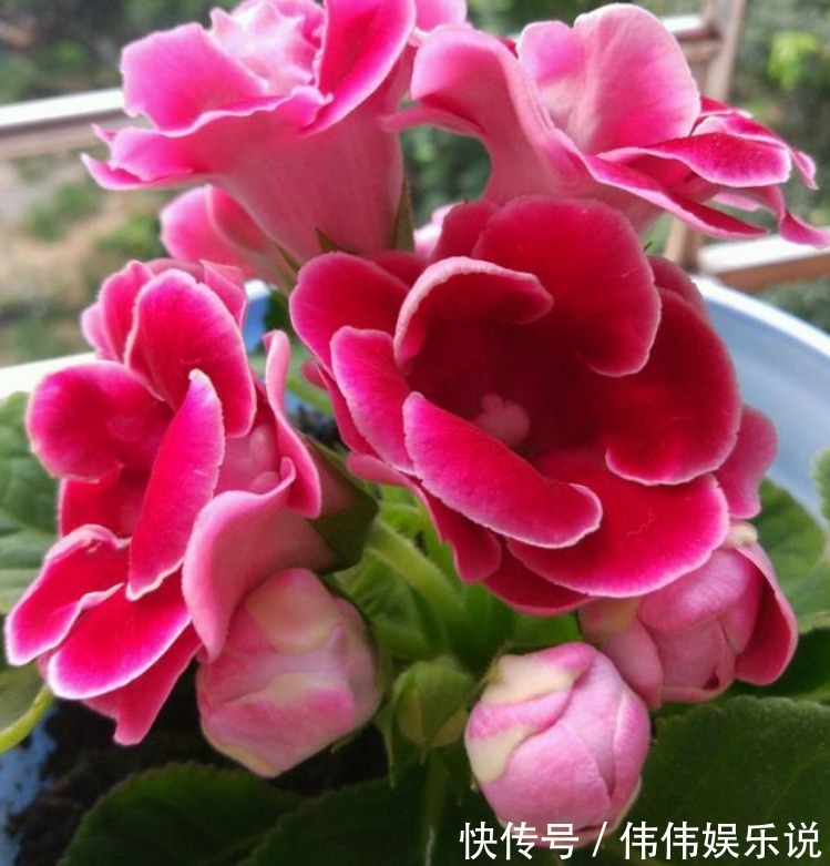 3种花是花中“大美女”，不用管就得长得旺，花开满盆！