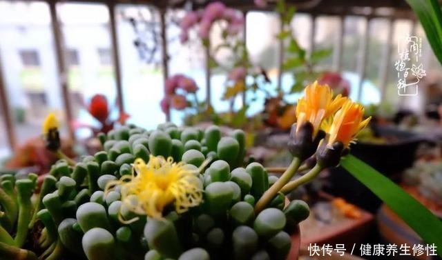 冬季,属于多肉的季节!养多肉的你喜欢冬天吗!