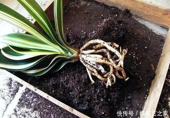 想让君子兰开花？收藏3个小方法，叶片蹭蹭长、花朵鲜艳