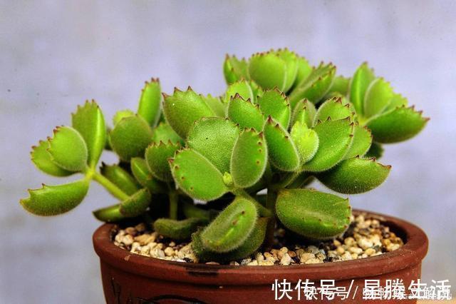 沙漠玫瑰|这些多肉很好养,容易养成“树”,还特别容易爆侧芽