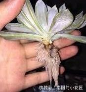 多肉植物养不活,扔水池里3天,自己生根长叶,原来还能这么养