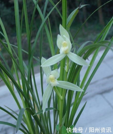 好兰，养一盆就够了，此兰极耐寒，百花凋零时，依然绽放