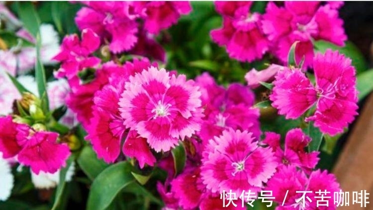 养护|4种旺运花,吉祥添富贵,花美色艳,一言不合就爆盆,你一定喜欢