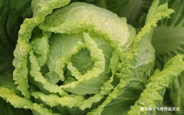 卷心菜|纯天然的“叶酸”，准妈妈隔三差五吃，“药补”还是不如“食补”