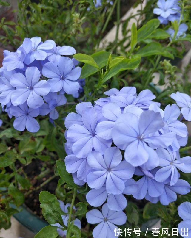 4种“省心花”,漂亮又好养,一年养一盆,四季都开花