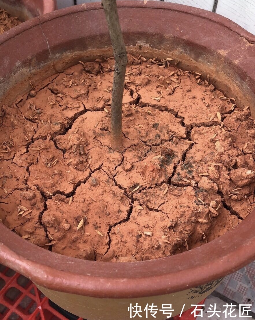 干旱|养花“干透浇透”你真的懂吗?很多人做错了,难怪盆土板结!