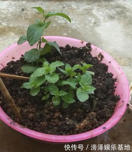 3种丑陋的花，很多人不愿养，可懂花的人都会养，难怪家庭更好了