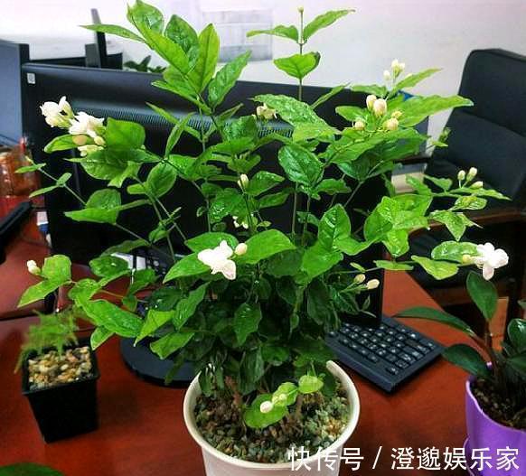 扦插|茉莉花不用花钱买，家里有一盆变出好多盆，全靠这一招