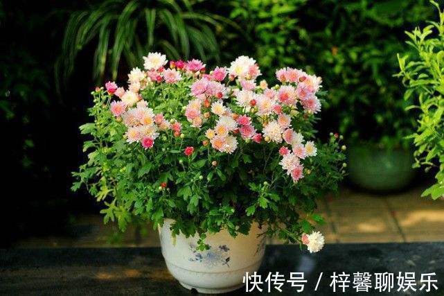 名流|这“花”有意思，颜色随着光照不停变化，5月就爆花，养成大花球