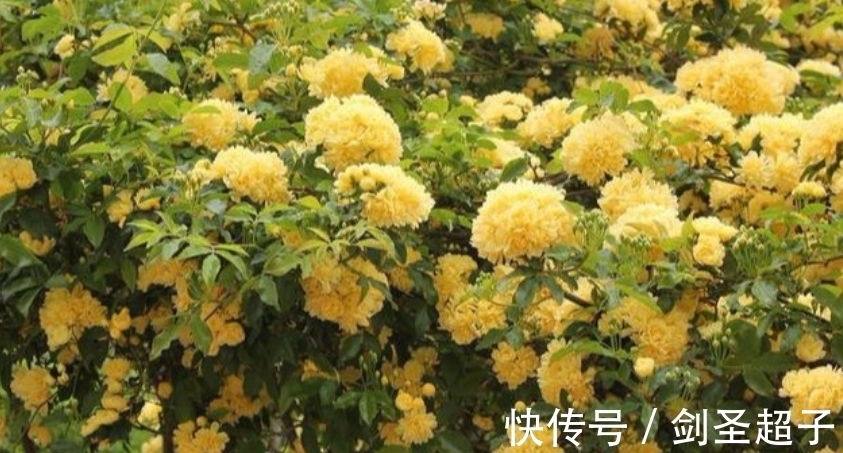 花花瓣|最有仙气的4种花，迷人的花朵，花开就爆盆，漂亮又好养