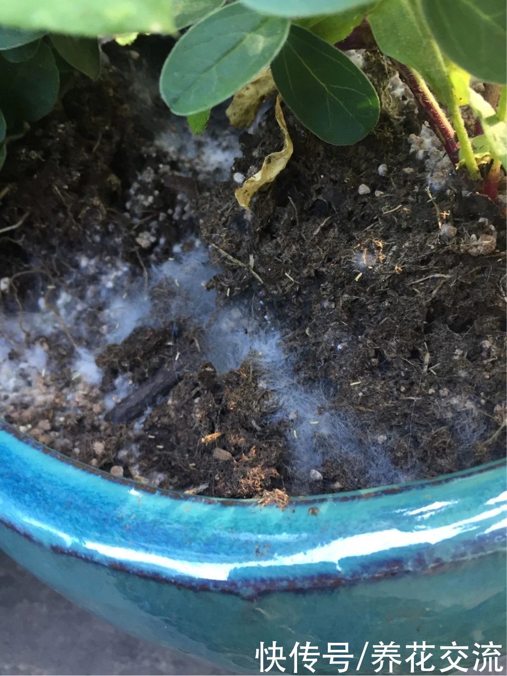 土面|家里的盆栽植物土面长满白色毛毛，这些霉菌对人和植物有害吗？