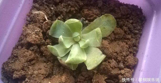 多肉|看到多肉叶子发蔫发软,经验丰富的老花匠一般不会急着浇水