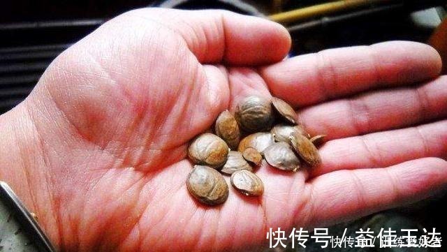 回家|路上看到3个“种子”一定捡回家，种在花盆里变小树，还挺名贵！