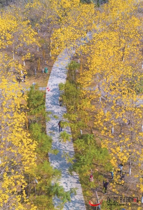 大岭山森林公园同心园 黄花风铃木开了