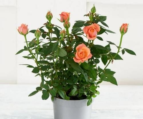 到了2月,该不该将植物盆栽挪出去,如何才能避免错过花期?