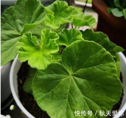 它花开如“玫瑰”,好养如绿萝,折个枝,插土就活,一开一大团