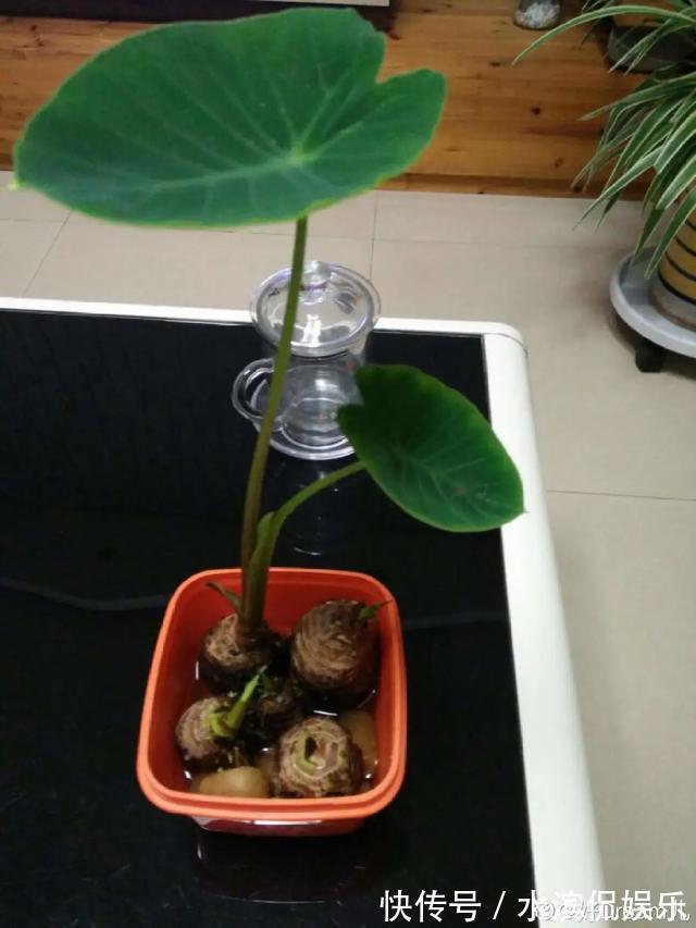 2个月没在家,厨房的菜变成小森林,再也不用买花了!水培蔬菜盆