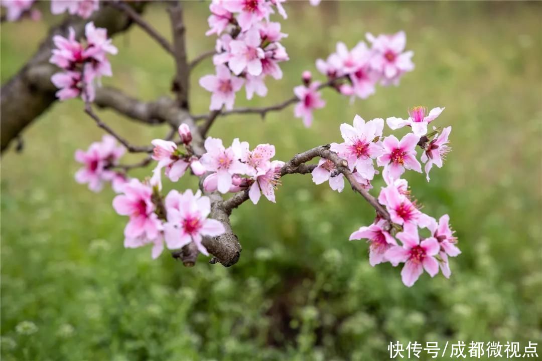 龙泉山第一波春花，来赏