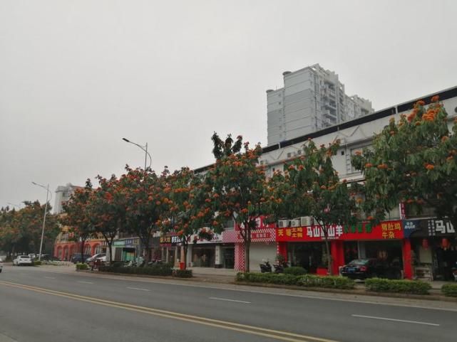 南宁又一条“花路”！听说看了这些花，可以忘却烦恼，无忧无虑哦