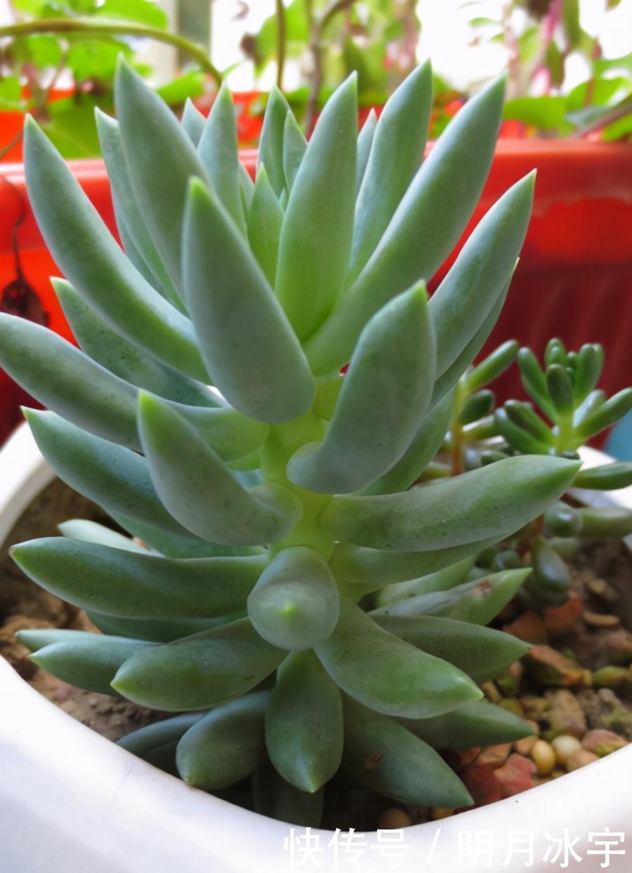 王玉珠|简介千佛手、十字星锦、铭月、筒叶花月、若歌诗、神童