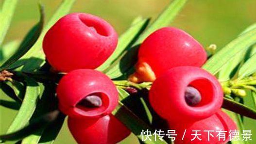 美容养颜|女性到了中年常吃的食物,减肥瘦身,美容养颜,改善肤质