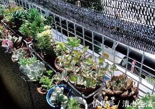 北风|北风呼呼地刮,露天阳台还能盆栽多肉吗?该怎么管?