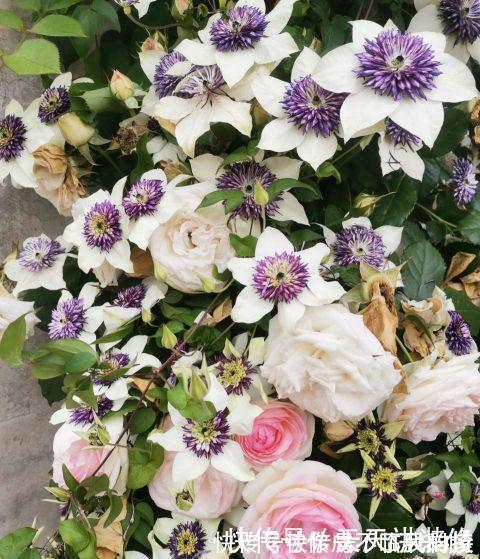 阳台庭院养上三种花,风景美如画,天天置身于花海里