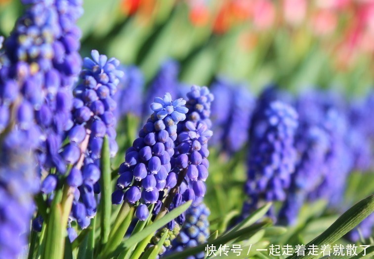 聚伞花序|此花是富有正义感的英雄花,花色极为罕见稀有,像根老鼠的小尾巴