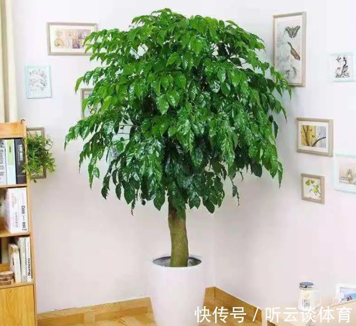 红掌|7种“吉利花”,家里养一盆,顺顺当当又漂亮,养人又旺家