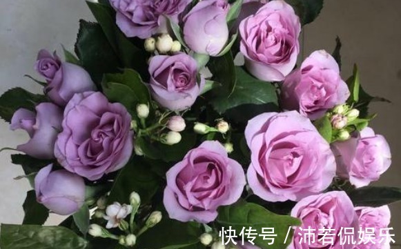 寓意|大家见过“海洋之歌玫瑰”吗柔和典雅，古典清幽，颜值高寓意好