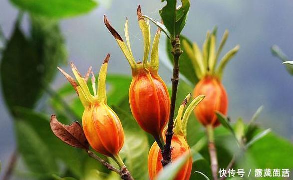 栀子|提个醒大家在路边遇见这种野草,一定要拔回家,现在知道还不晚