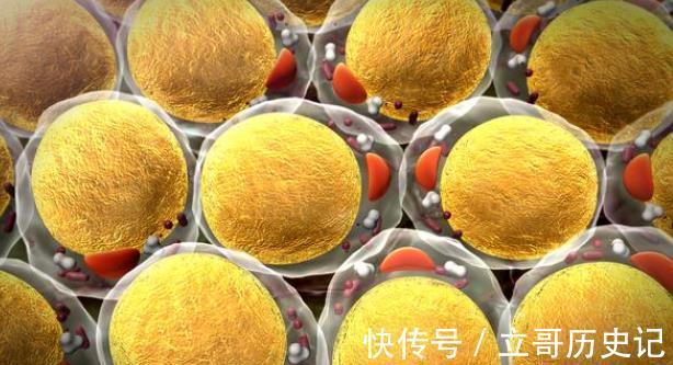 基础代谢|早上起来体重就少了？不要高兴太早，因为这个才是减肥金指标！