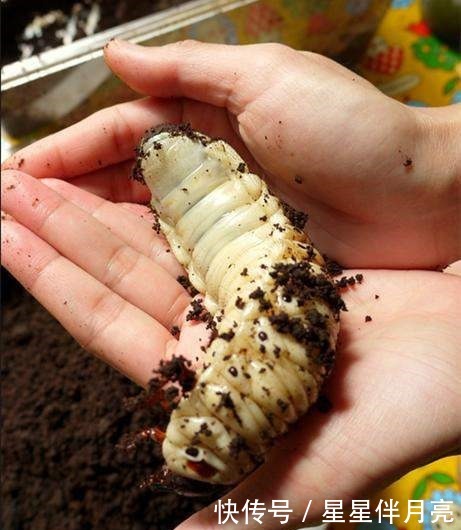 女子在野外腐木中发现巨型幼虫 带回家饲养后它蜕变成这样 快资讯 女子在野外腐木中发现巨型幼虫 带回家饲养后它蜕变成这样 快资讯