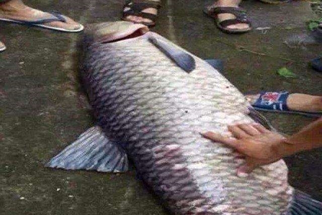 百年鱼精被捕杀后,神秘一幕出现了