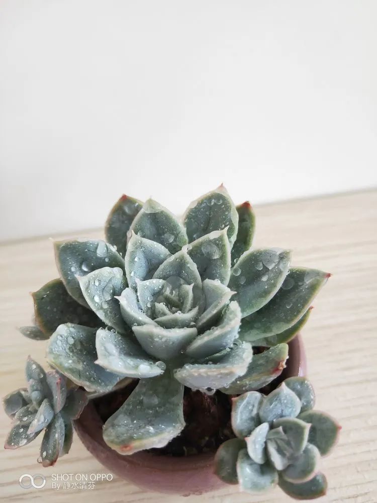 状态一般的多肉们，在我这儿已经是最美的存在了！