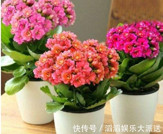 叶肥厚|养长寿花,3个月喂点“它”,叶肥厚花多,1年开花好几茬!