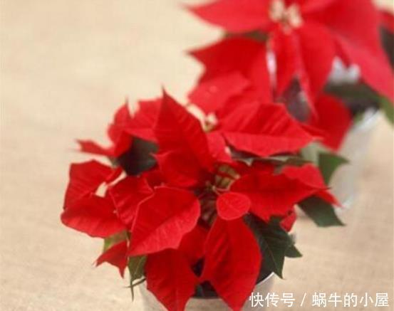 一品红|喜欢养花,此5类盆栽别轻易买回家,买错了后果严重